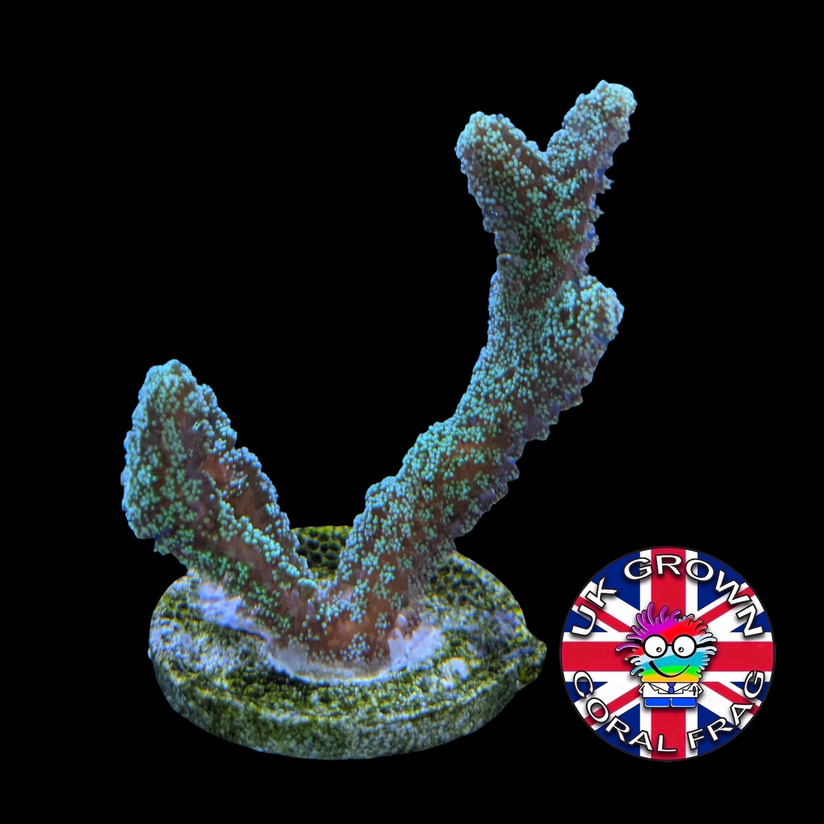 Green Seriatopora (UK Grown)