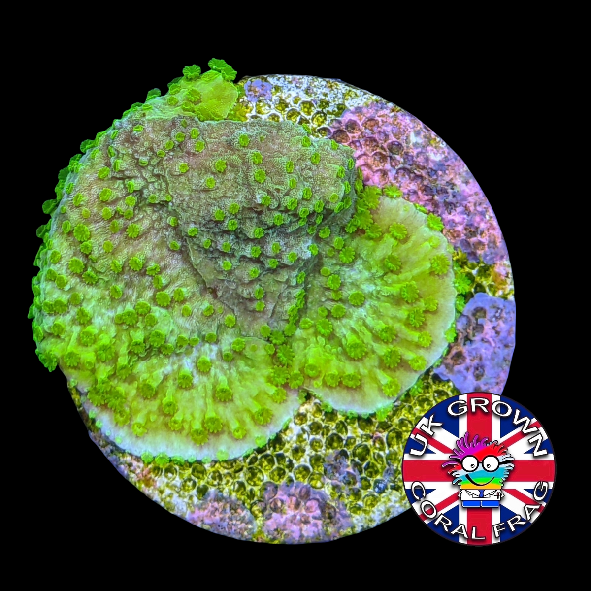 Green plating Montipora (UK Grown)