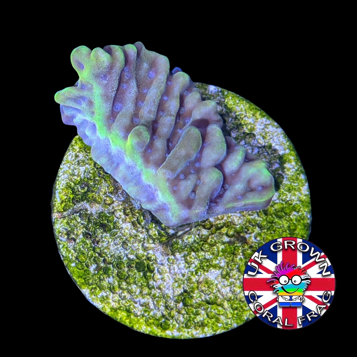 Beach Bum Montipora (UK Grown)