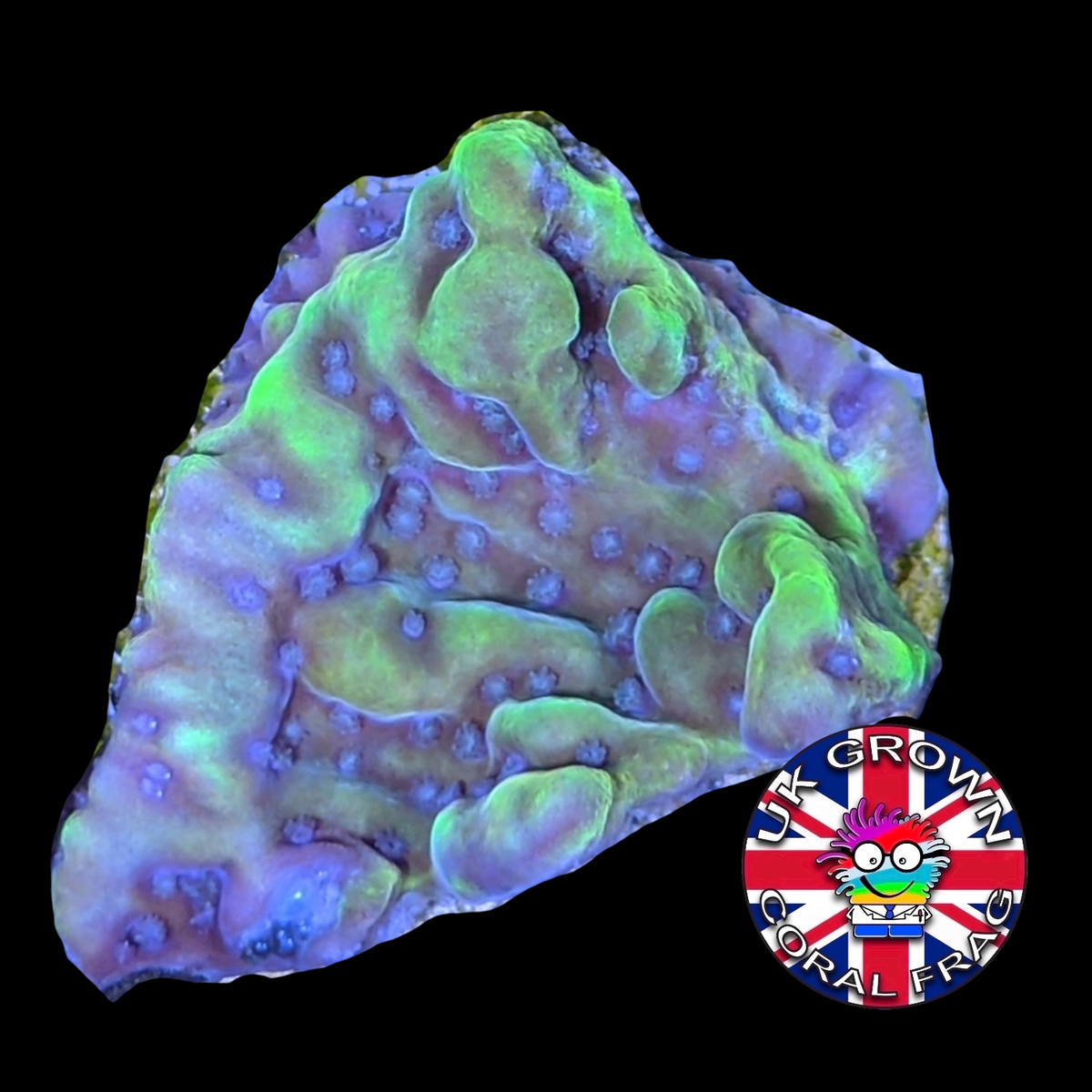 Beach Bum Montipora (UK Grown)