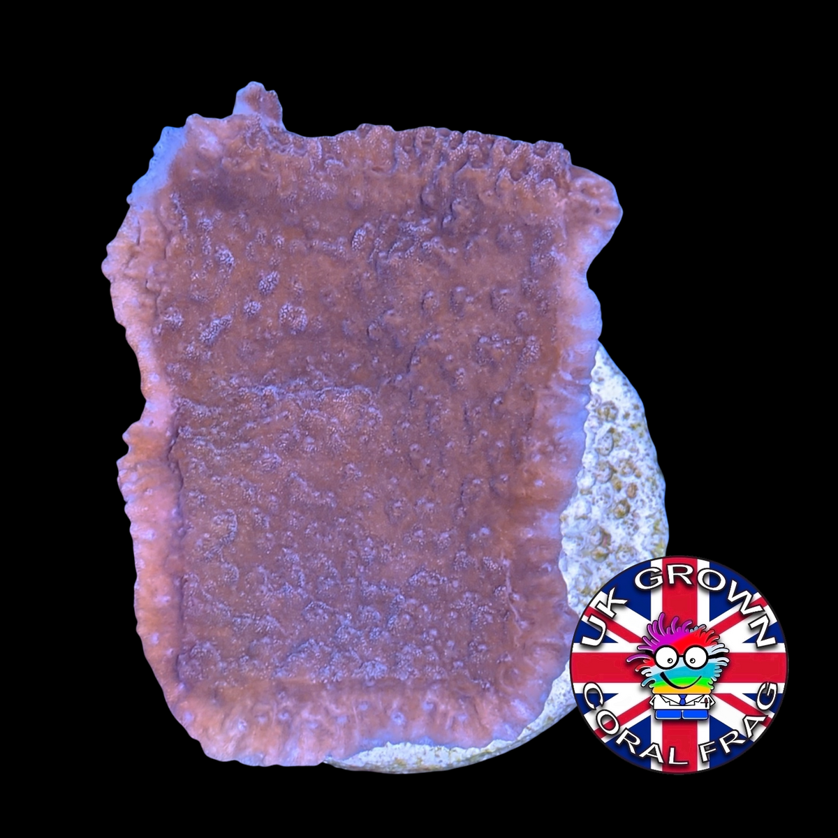 Red plating Montipora (UK Grown)