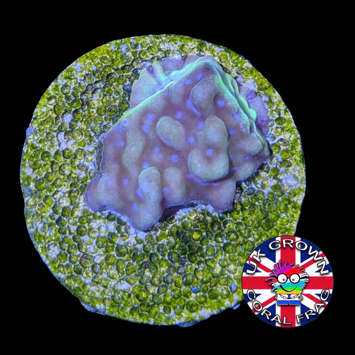 Beach Bum Montipora (UK Grown)