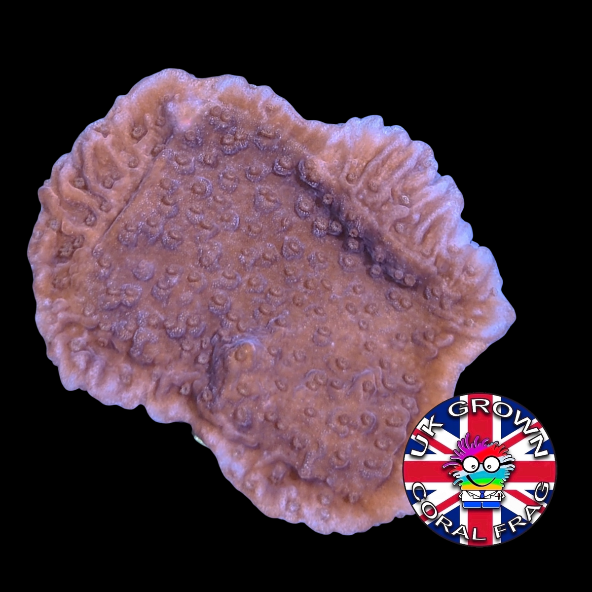 Red plating Montipora (UK Grown)