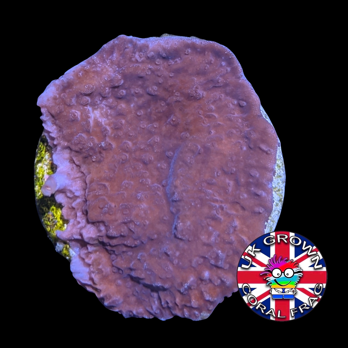 Red plating Montipora (UK Grown)