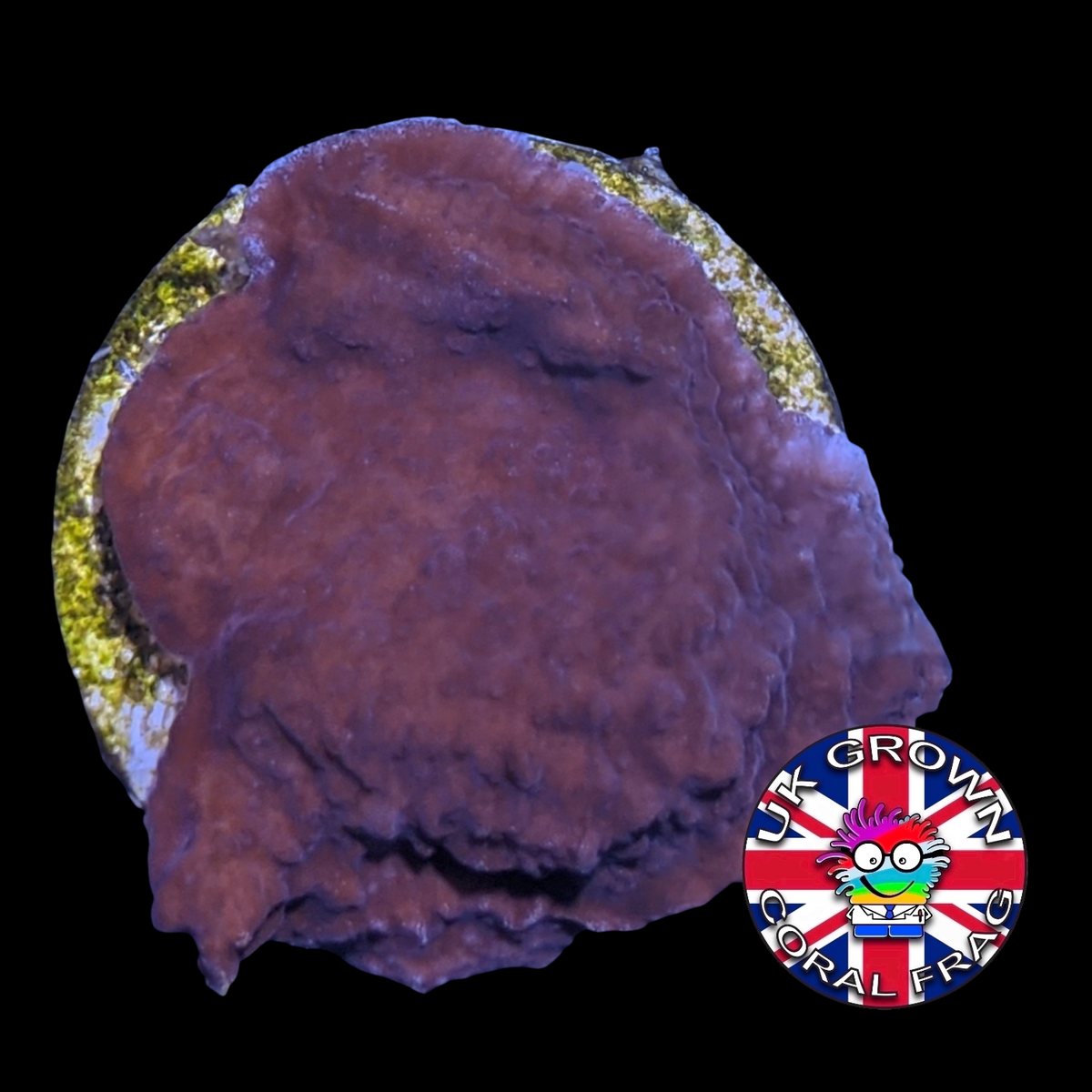Red plating Montipora (UK Grown)