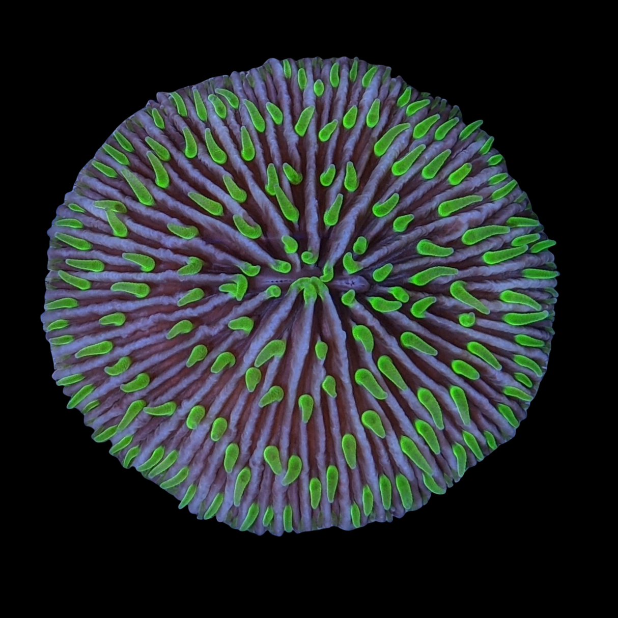 Green Fungia Plate (Collection only)