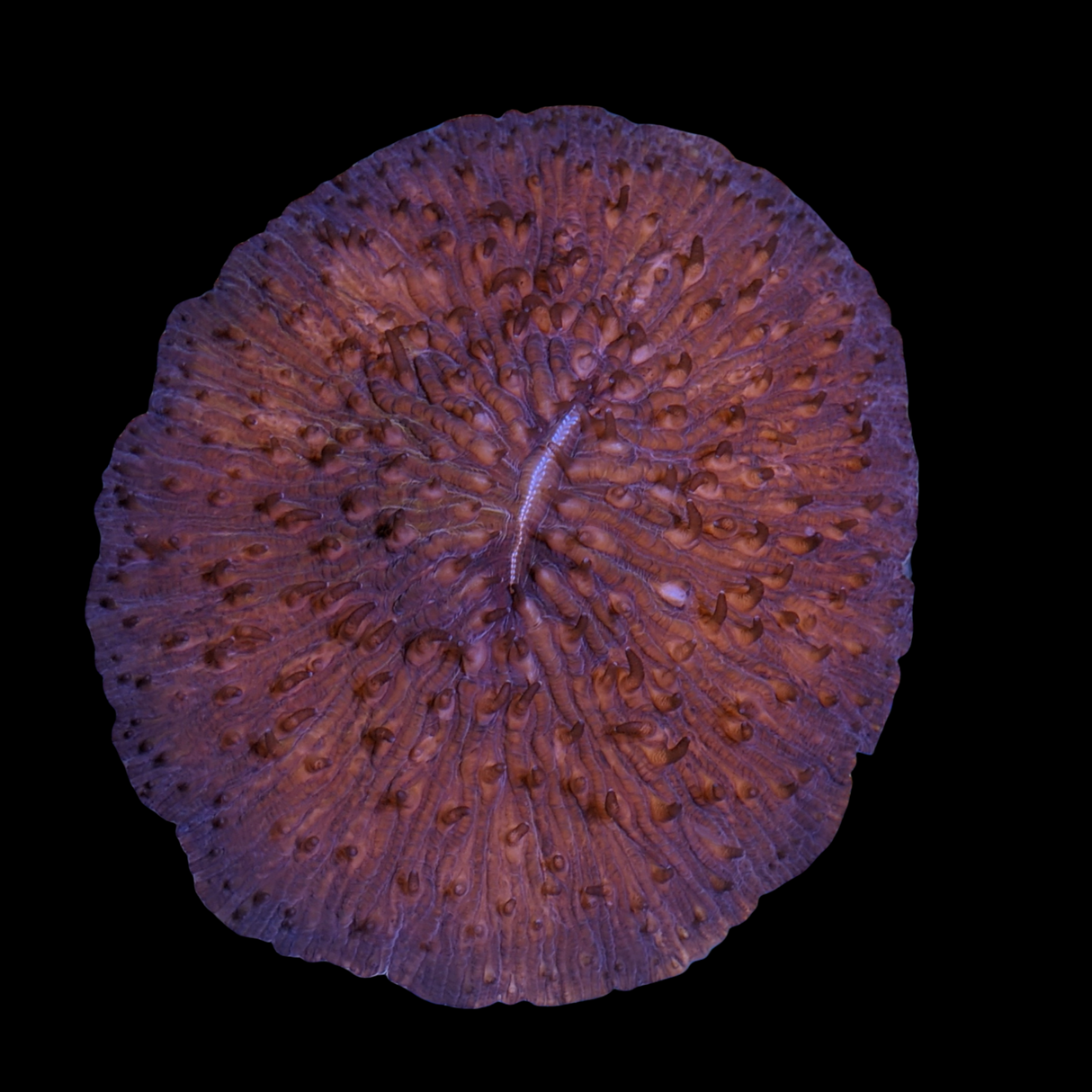 Orange Fungia Plate (Collection only)