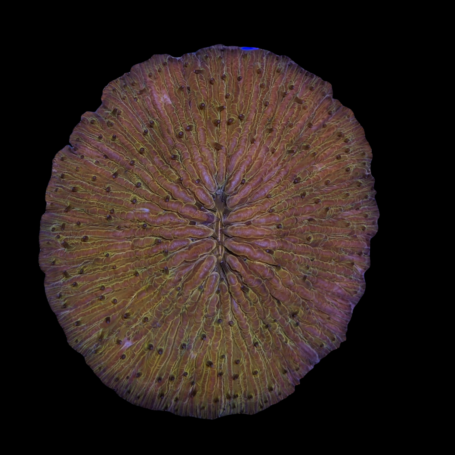 Orange Fungia Plate (Collection only)