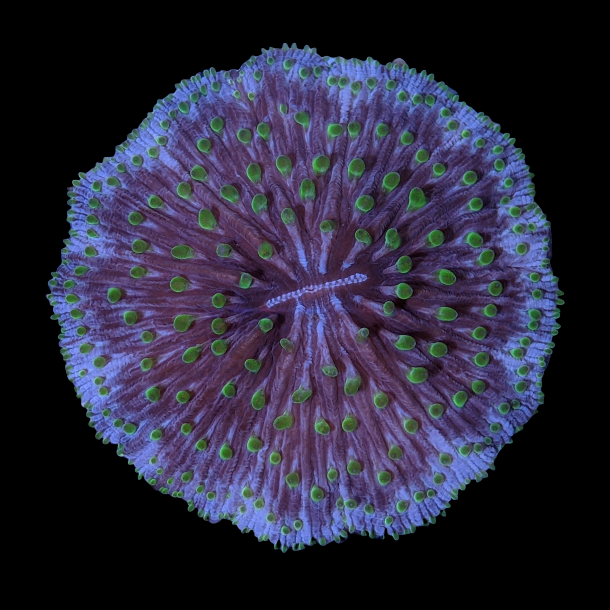 Green Fungia Plate (Collection only)