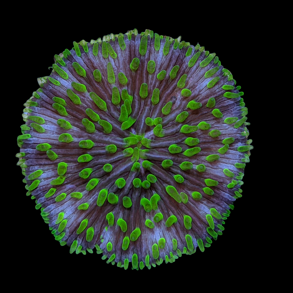 Green Fungia Plate (Collection only)