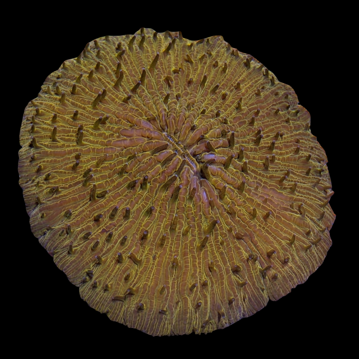 Orange Fungia Plate (Collection only)