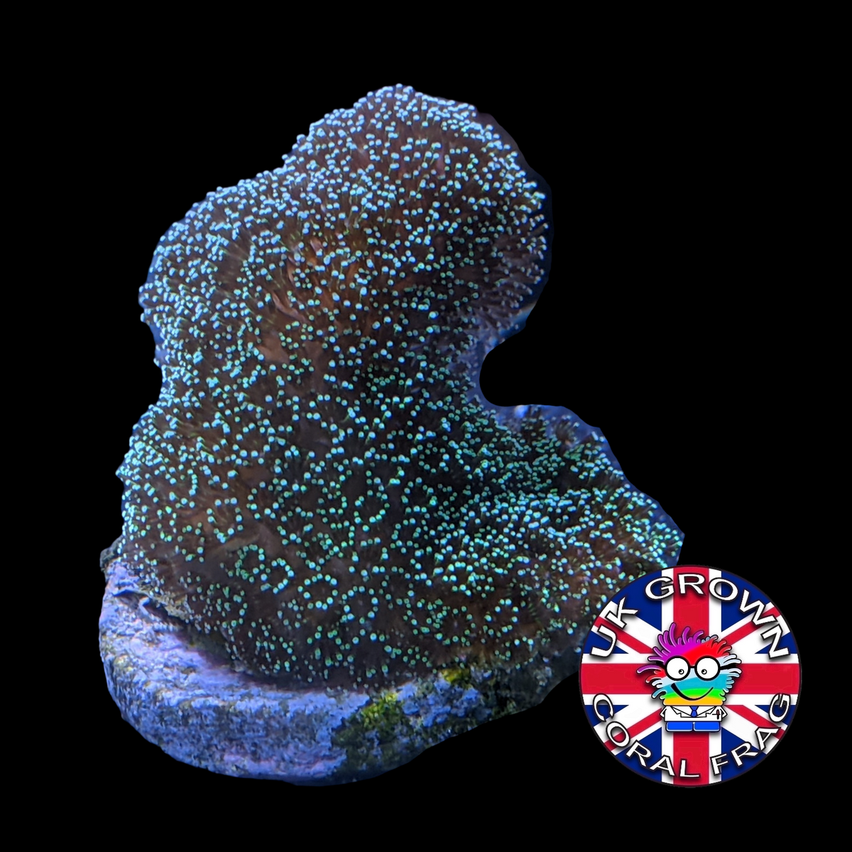 Stylophora Pistillata (UK Grown)