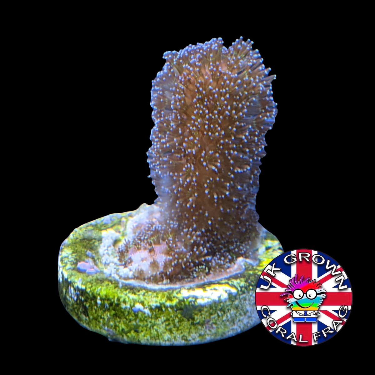 Stylophora Pistillata (UK Grown)