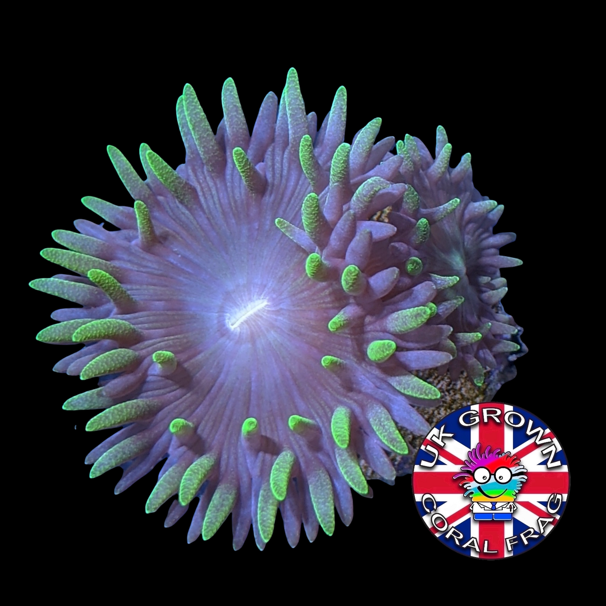 2 Head Duncan (UK Grown)