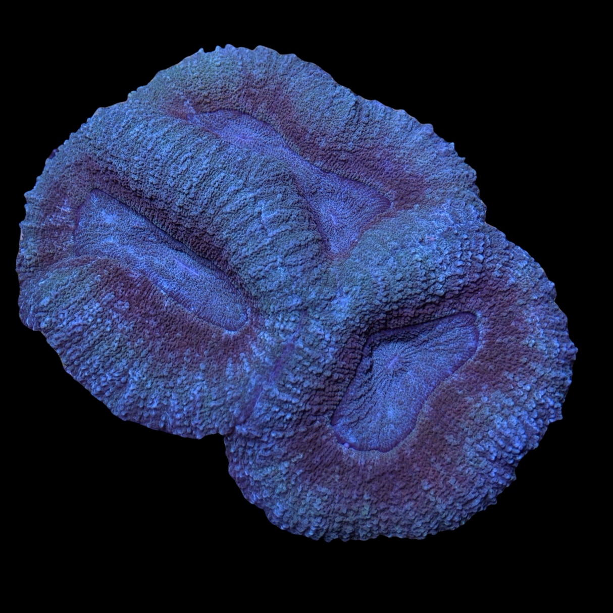 Blue / Red Lobophyllia (collection Only)