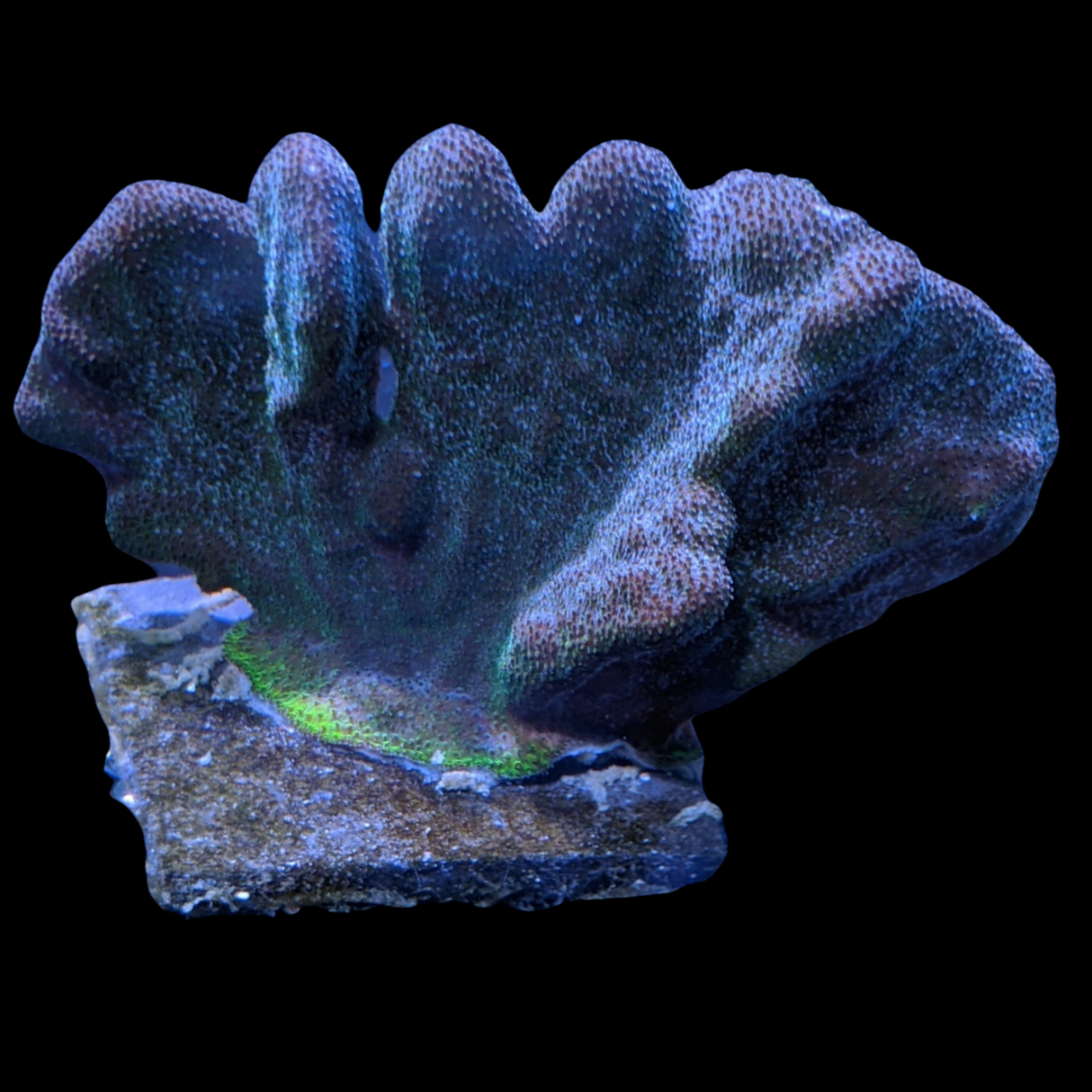 Dark Green Psammacora