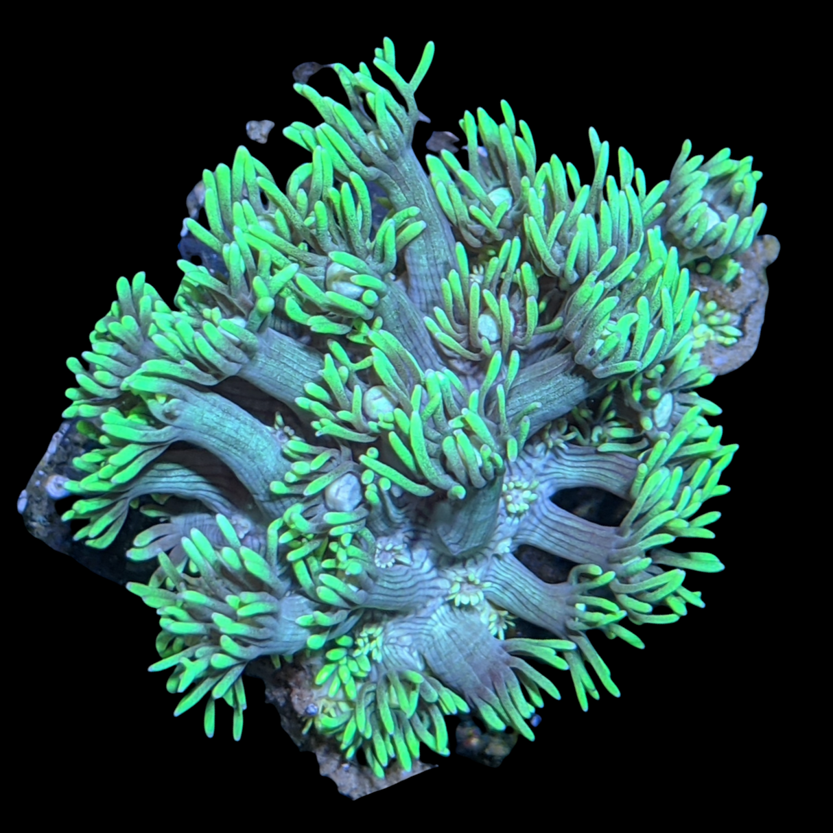 Green Goniopora