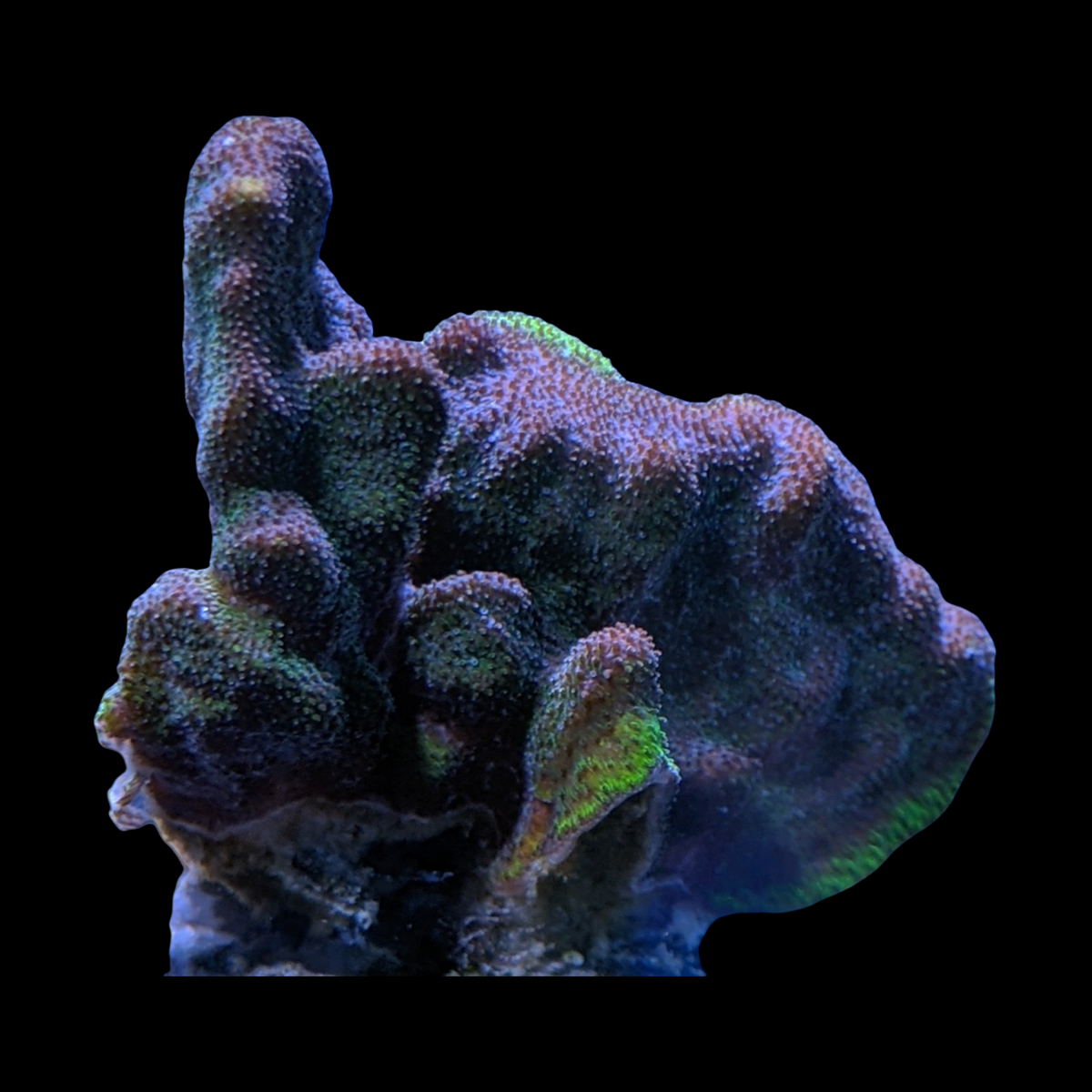 Dark Green Psammacora