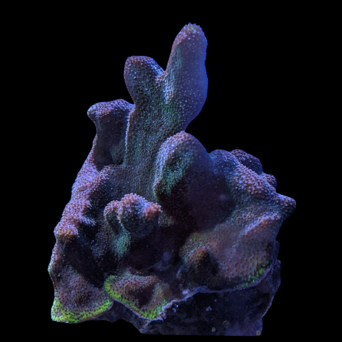 Dark Green Psammacora