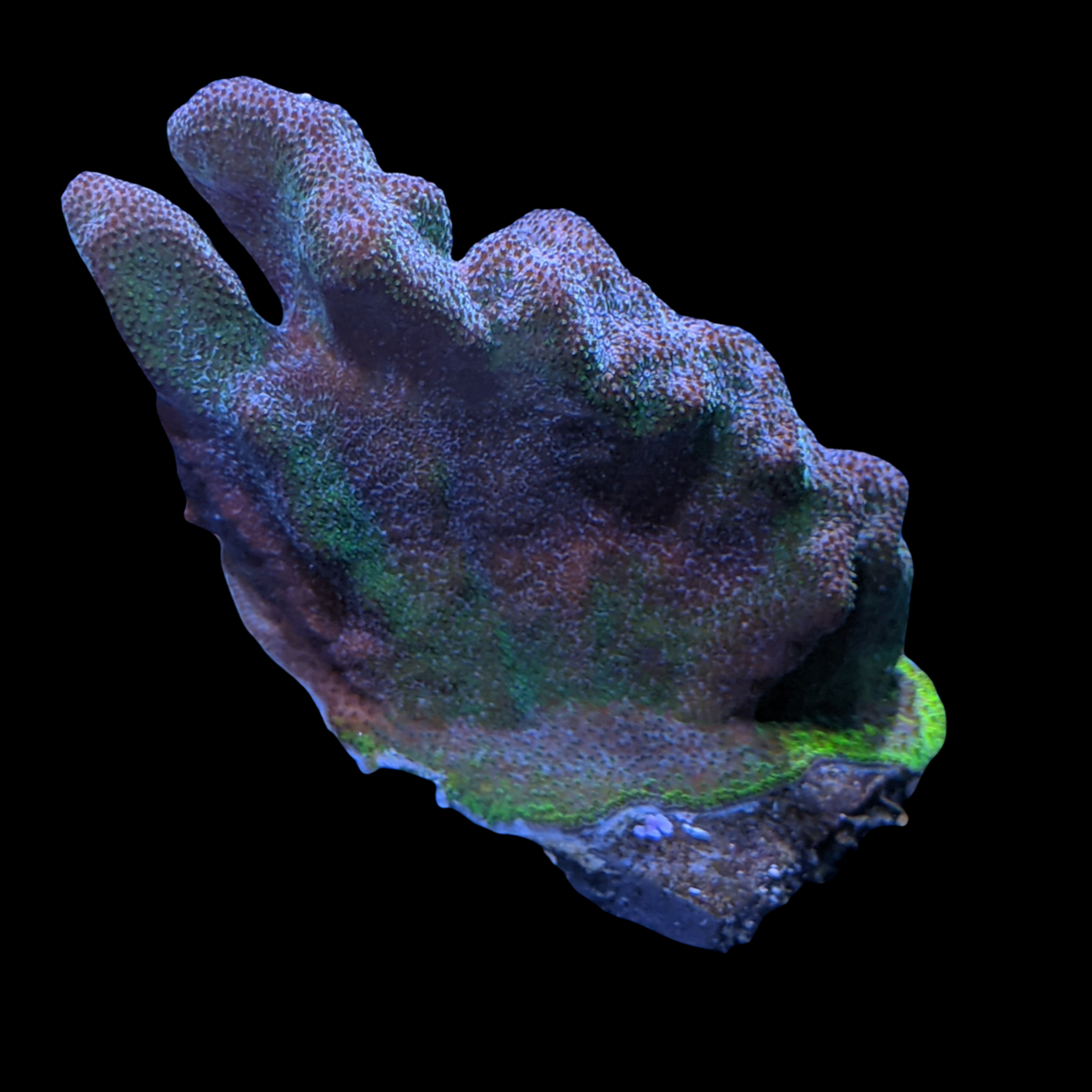 Dark Green Psammacora
