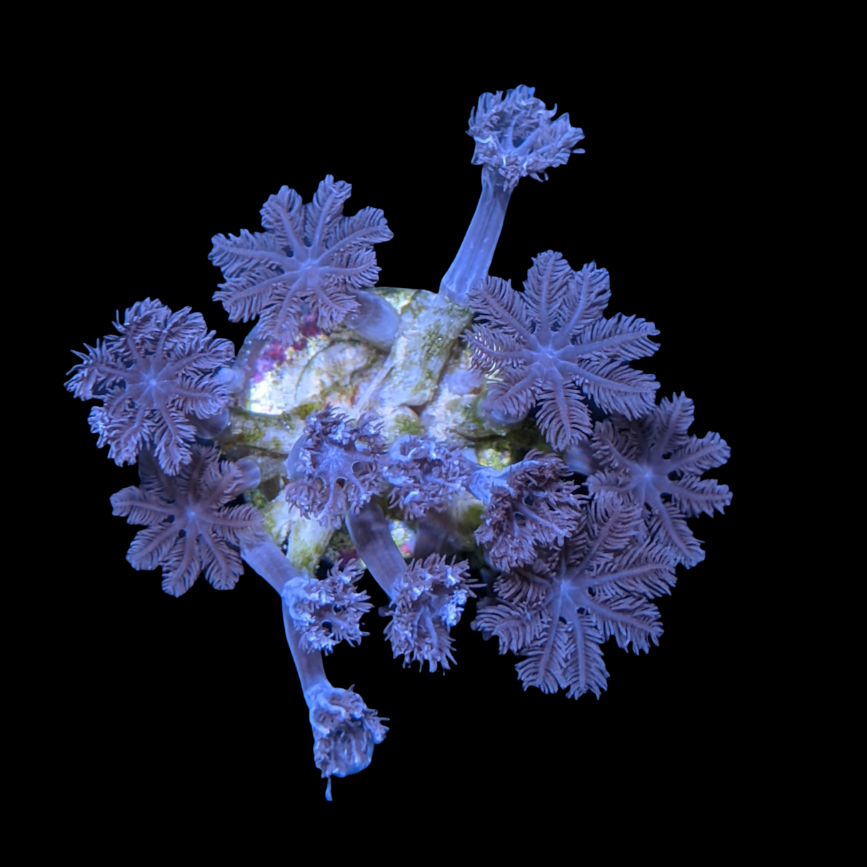 Clove polyps
