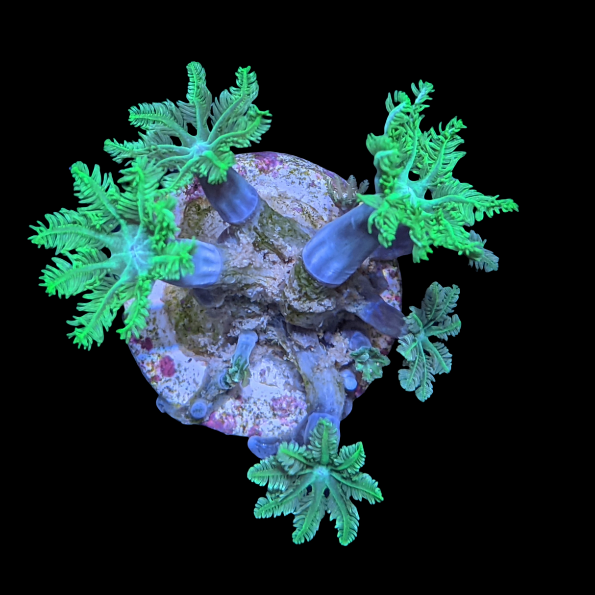 Clove polyps