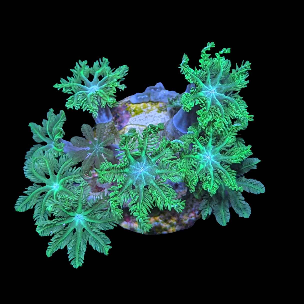Clove polyps