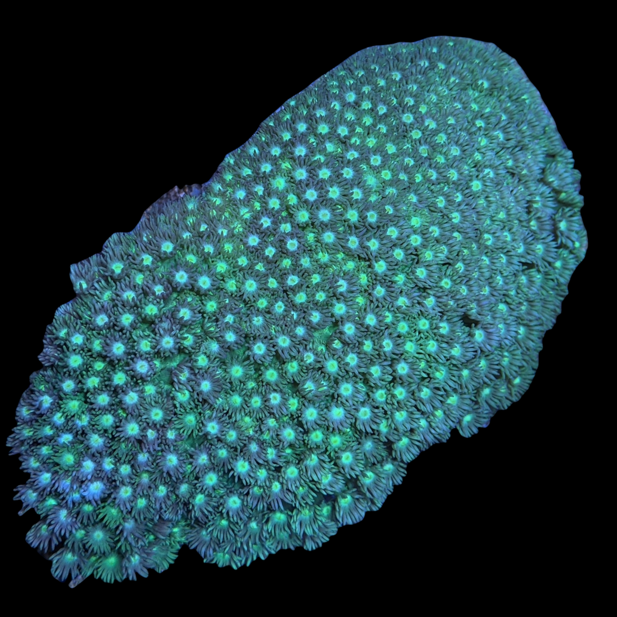 Large Goniopora (collection Only)