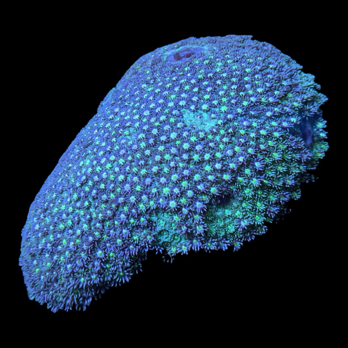 Large Goniopora (collection Only)