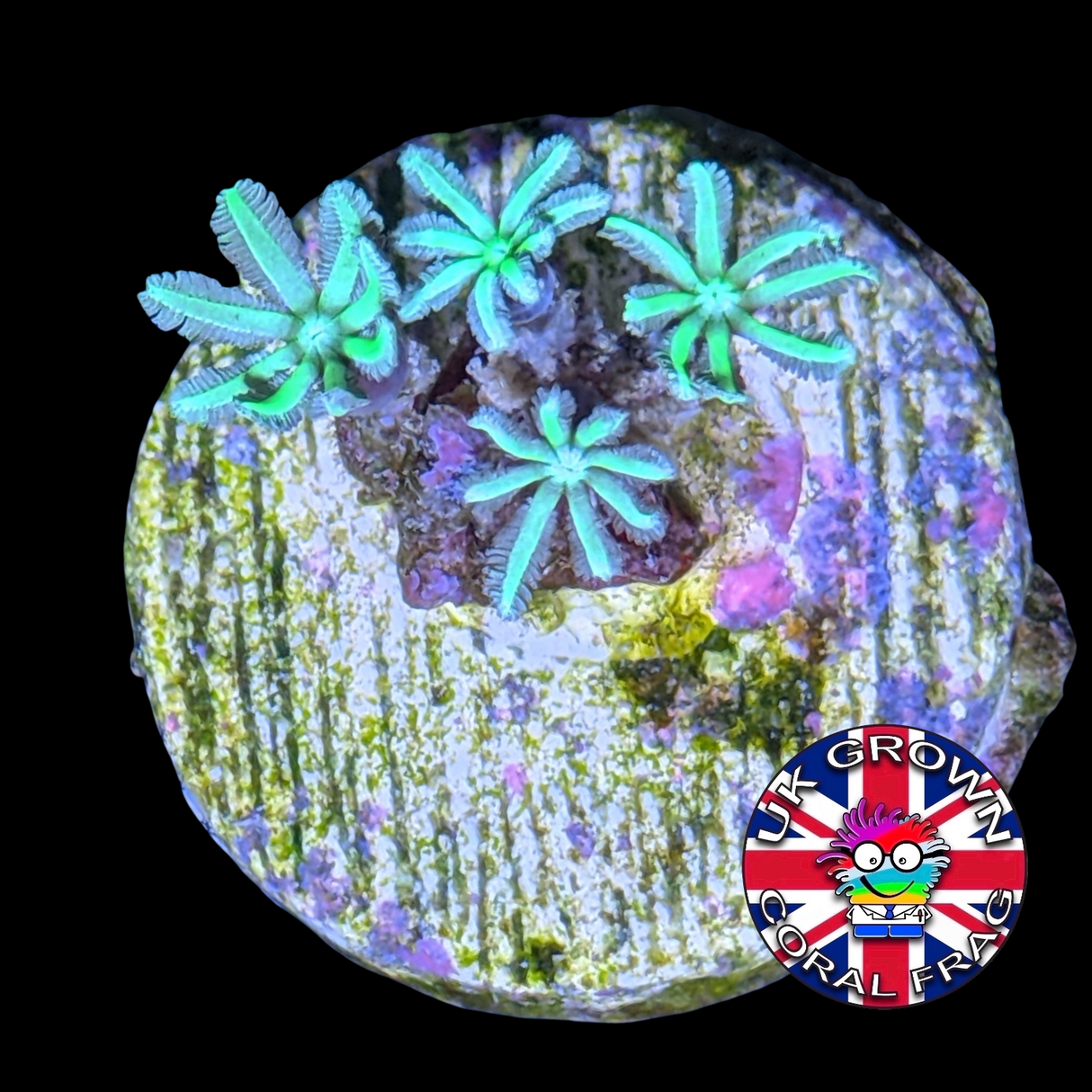 Green Pipe Organ (UK Grown)