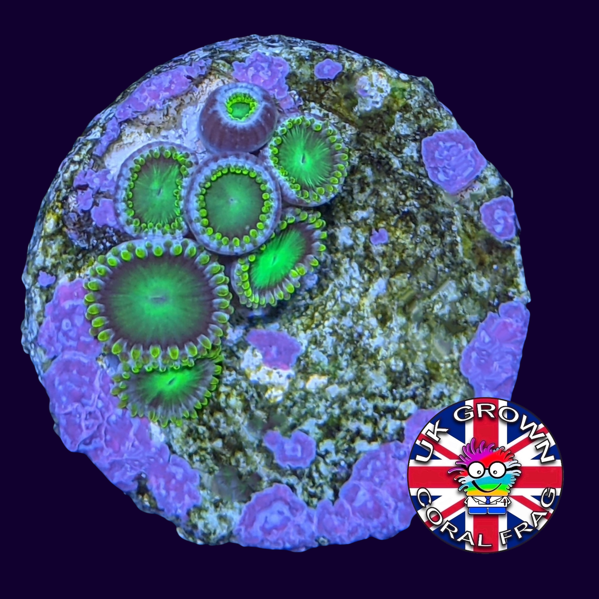 Radioactive Dragons Eyes Zoa Frag (UK Grown)