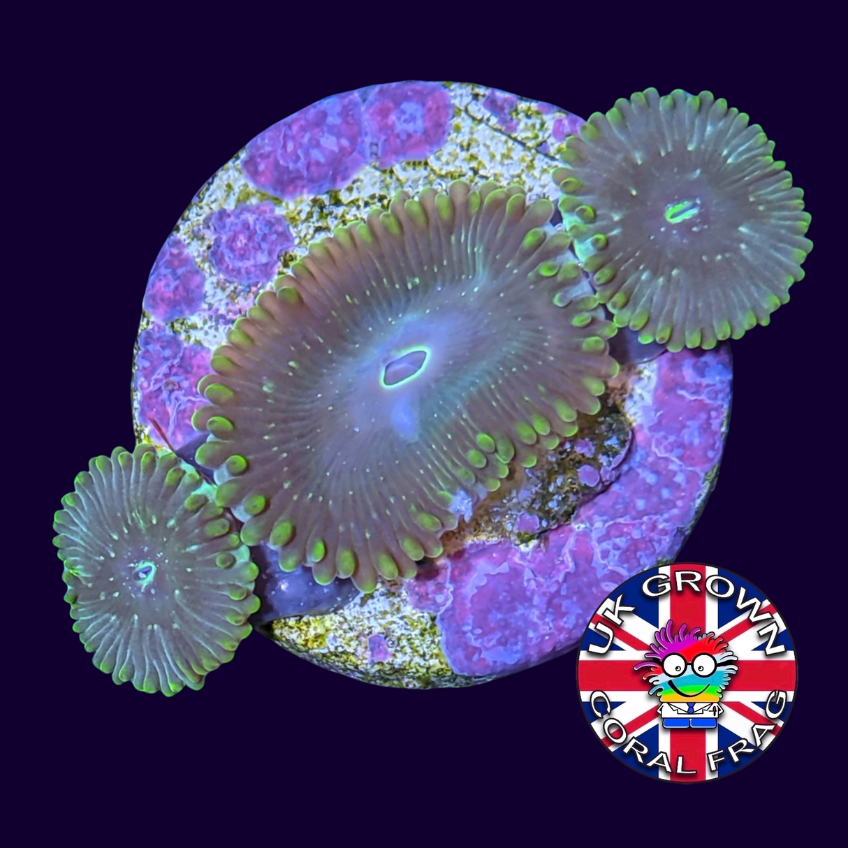 Hawaiian People Eater Zoa Frag (UK Grown)