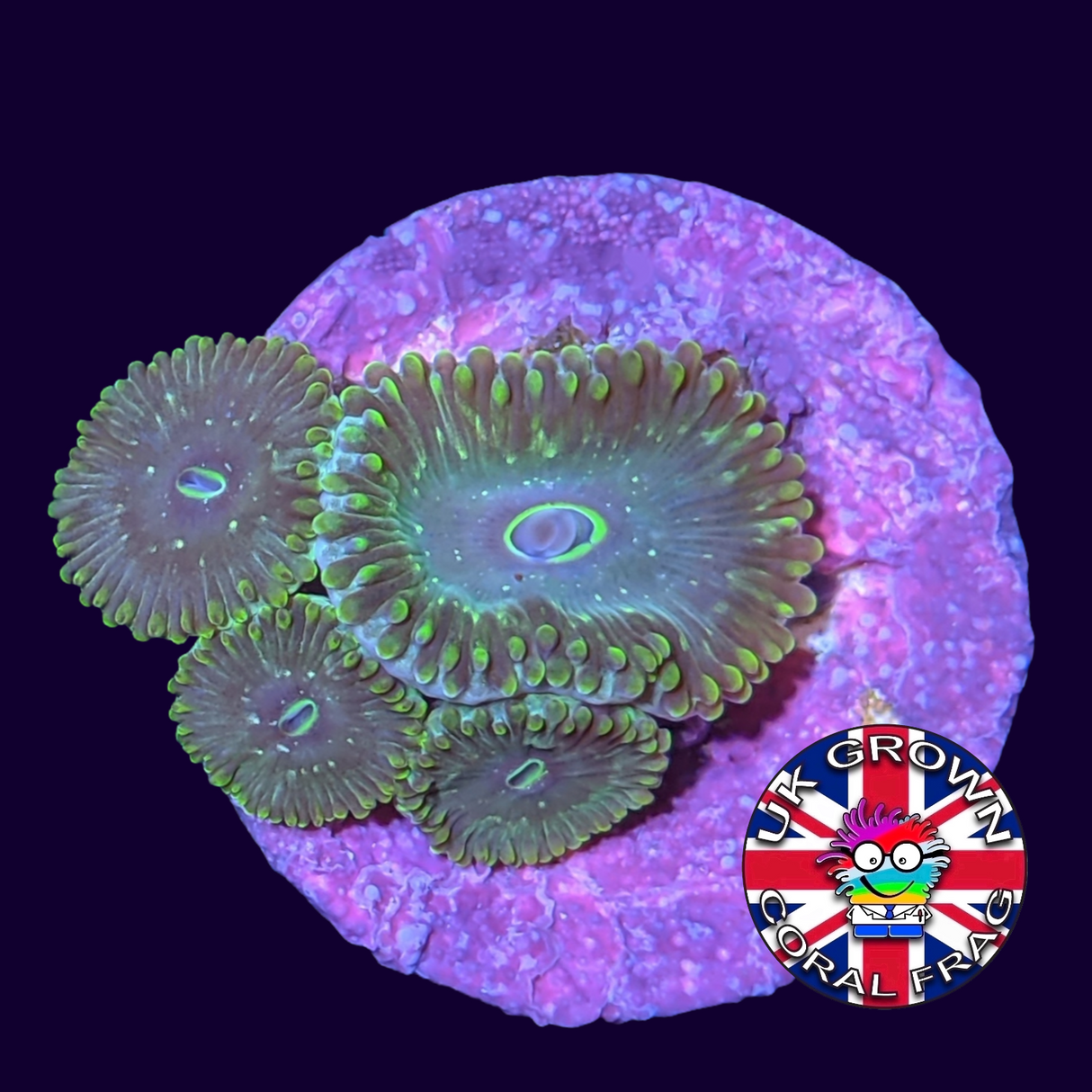 Hawaiian People Eater Zoa Frag (UK Grown)