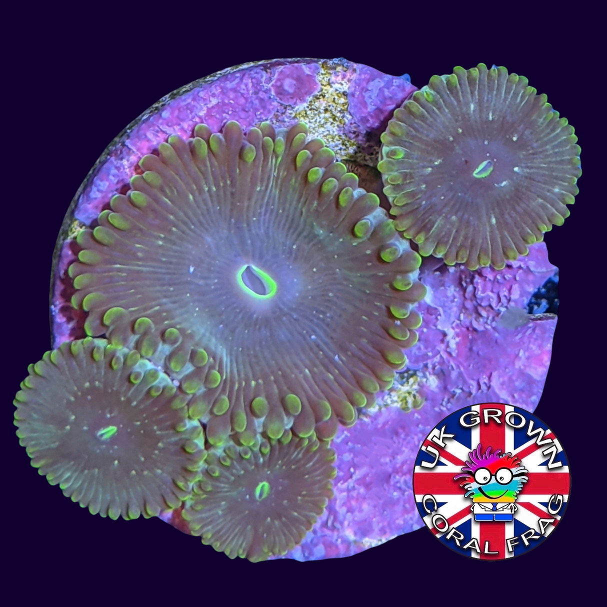 Hawaiian People Eater Zoa Frag (UK Grown)