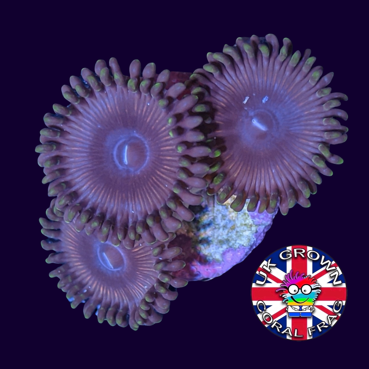 Pink Passion Zoa Frag (UK Grown)