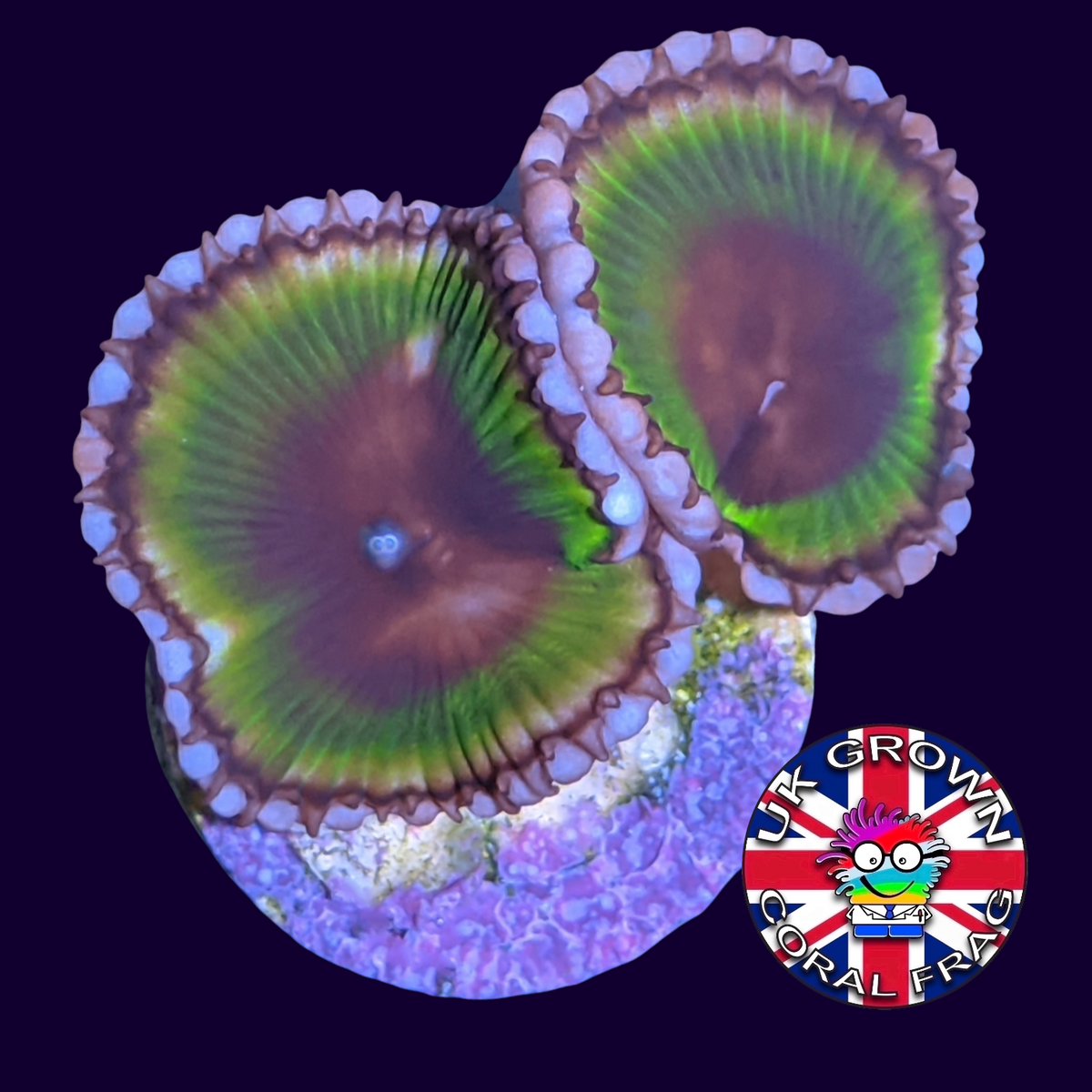 Grandis Paly Zoa Frag (UK Grown)