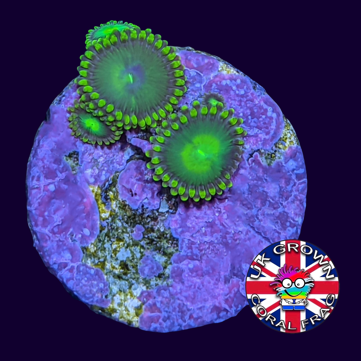 Radioactive Dragons Eyes Zoa Frag (UK Grown)