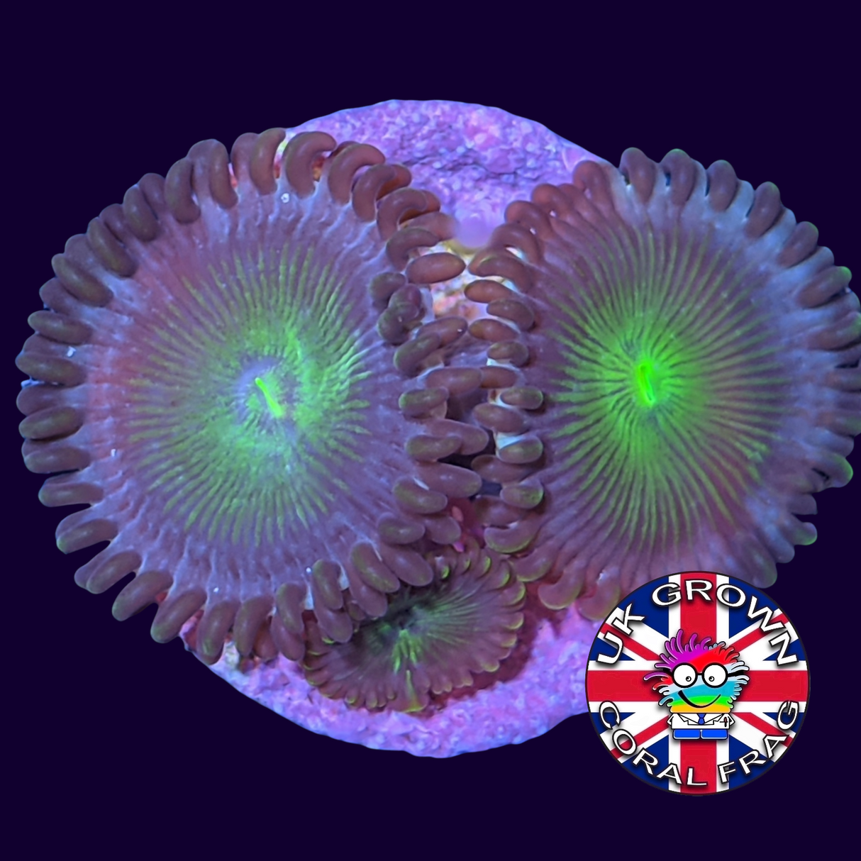Green People Eater Zoa Frag (UK Grown)