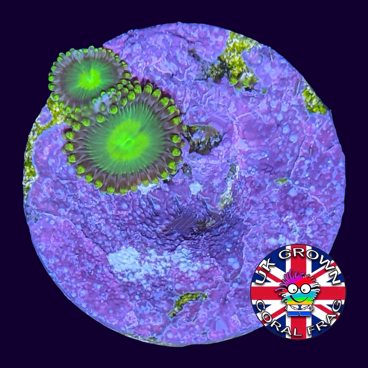 Radioactive Dragons Eyes Zoa Frag (UK Grown)