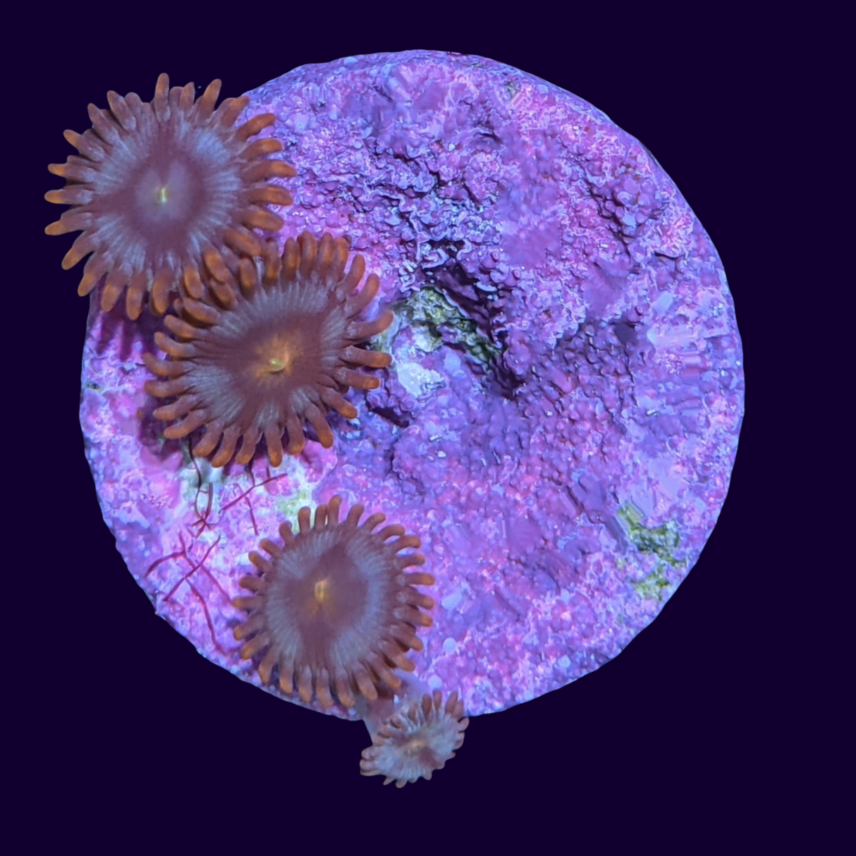 Pin Wheel Zoa Frag