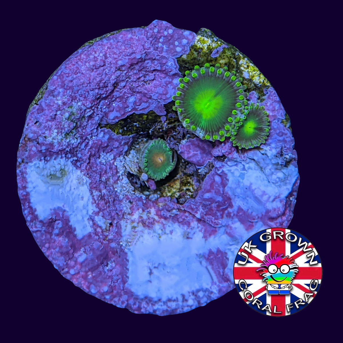 Radioactive Dragons Eyes Zoa Frag (UK Grown)