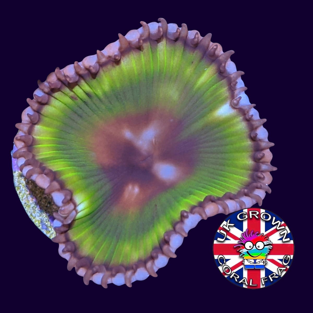 Grandis Paly Zoa Frag (UK Grown)