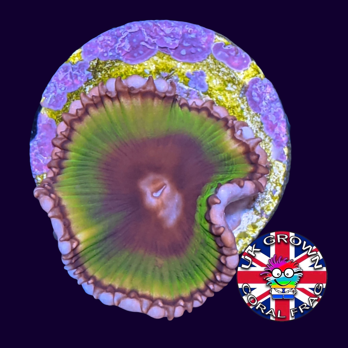 Grandis Paly Zoa Frag (UK Grown)