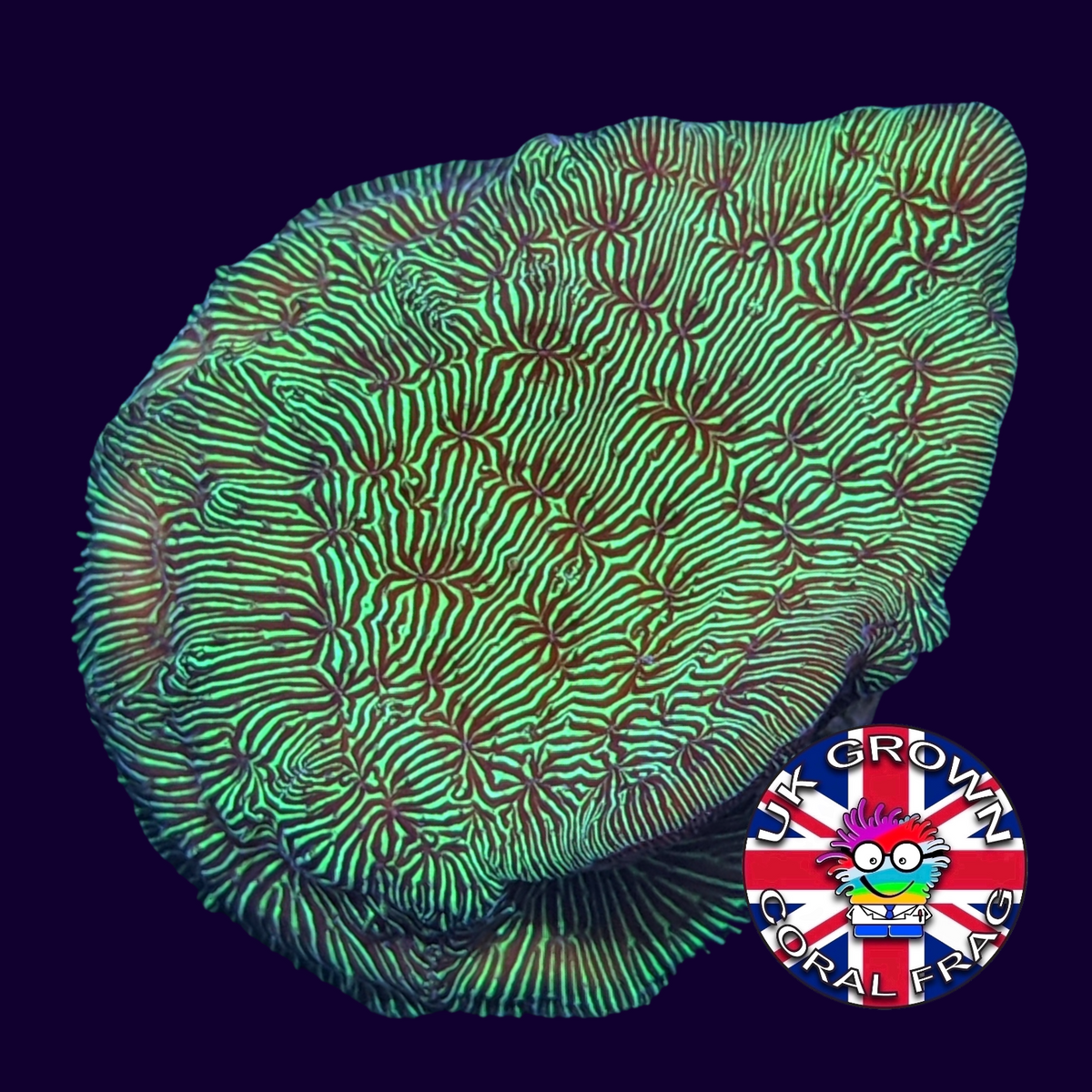 Metallic Green Pavona (UK Grown)