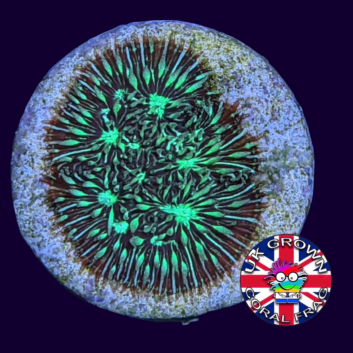 Metallic Green Pavona (UK Grown)