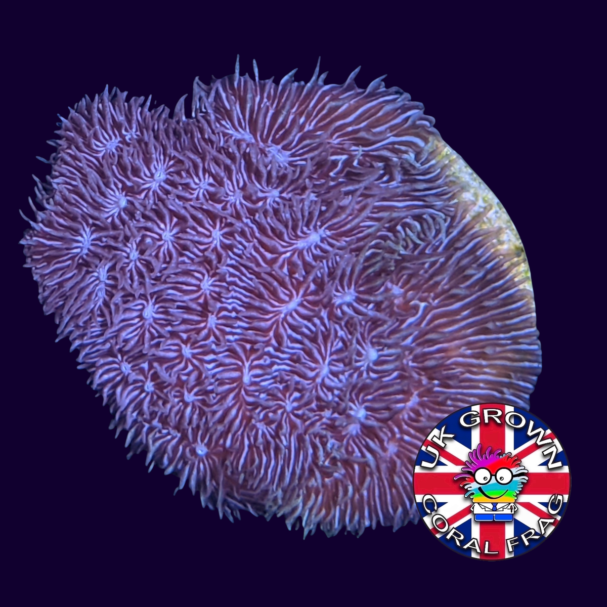 Deep Purple Pavona (UK Grown)