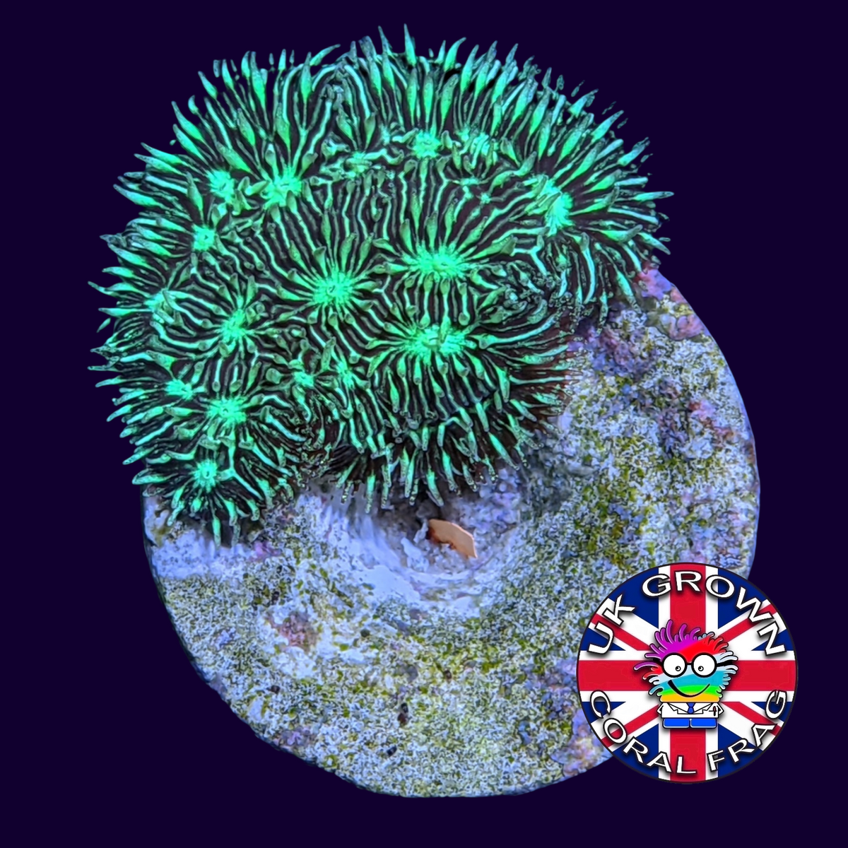 Metallic Green Pavona (UK Grown)