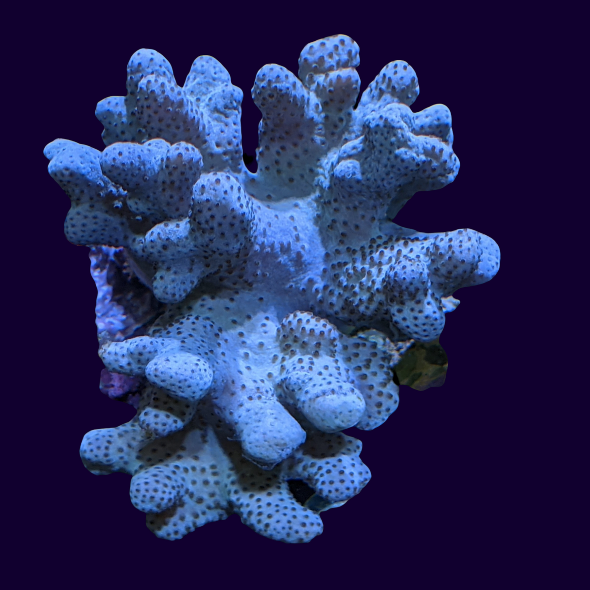 Aqua Sinularia