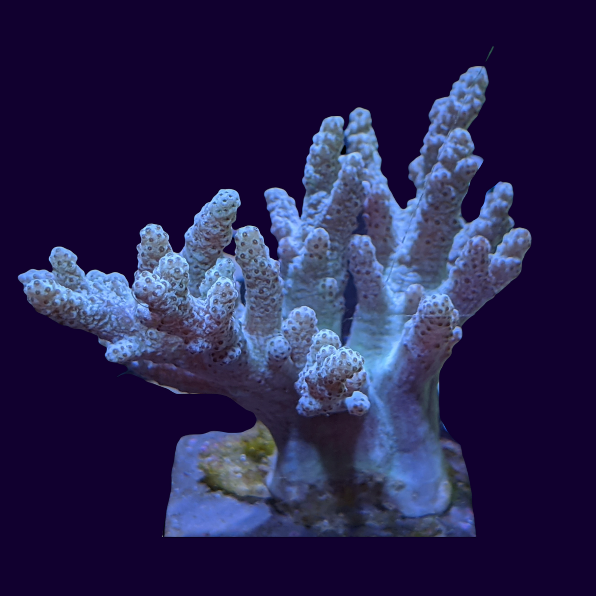 Aqua Sinularia