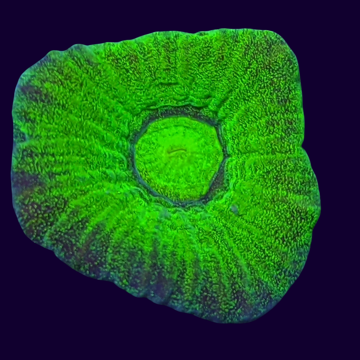 Dragon Soul Goniastrea